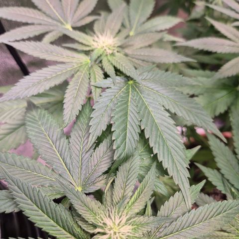 💚Bubba kush 🦝 (56-63 BT) growlog timeline photo
