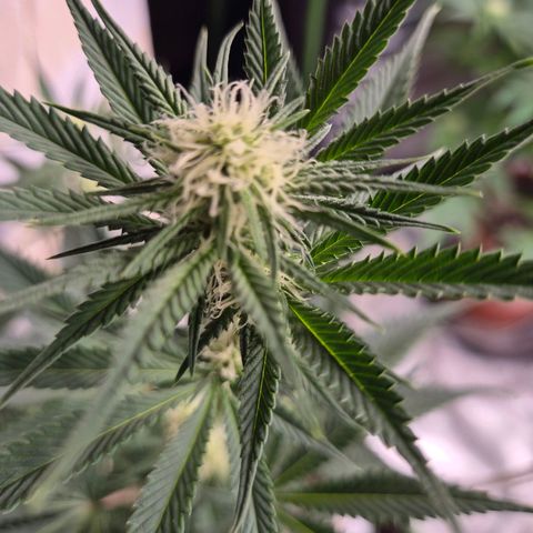 Tangerine dream 🌴 (60-65bt)  growlog timeline photo