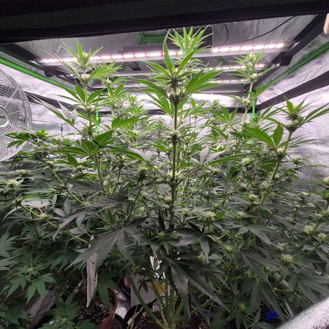 Tangerine dream 🌴 (60-65bt)  growlog timeline photo