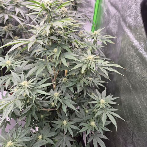 Mimosa evo stecki  🍊🍋🍍 (65-70bt) growlog timeline photo