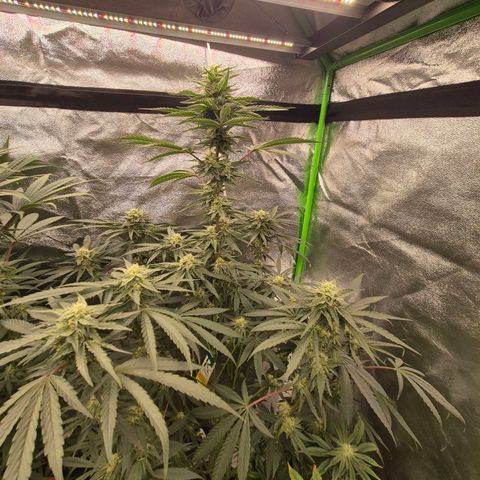 Ice cream cake 🍰 & permanent marker🖊(65-73bt) growlog timeline photo
