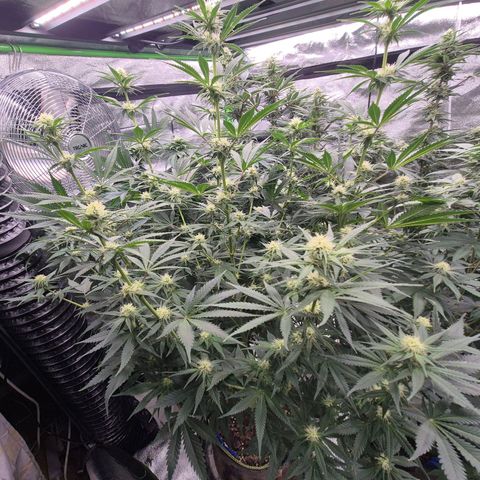 Tangerine dream 🌴 (60-65bt)  growlog timeline photo