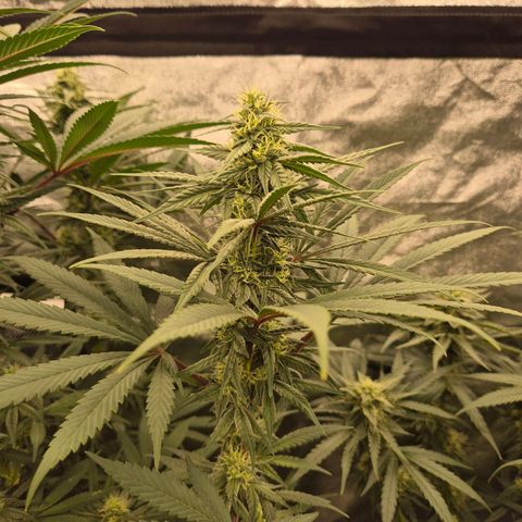 ICE 💚🧊 (63-70bt) growlog timeline photo