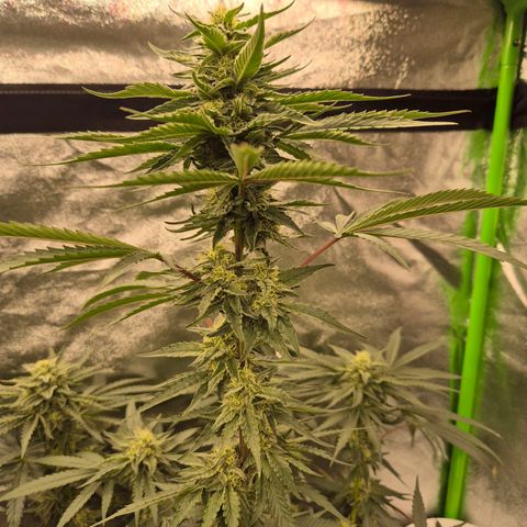 Ice cream cake 🍰 & permanent marker🖊(65-73bt) growlog timeline photo