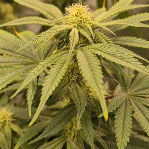 Mimosa evo stecki  🍊🍋🍍 (65-70bt) growlog timeline photo