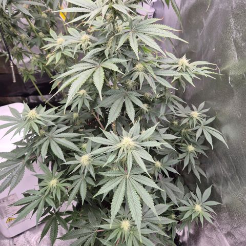 Mimosa evo stecki  🍊🍋🍍 (65-70bt) growlog timeline photo