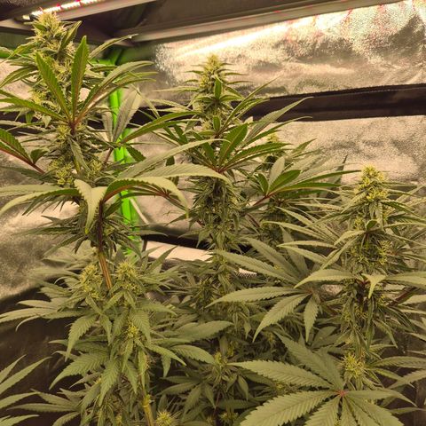 ICE 💚🧊 (63-70bt) growlog timeline photo