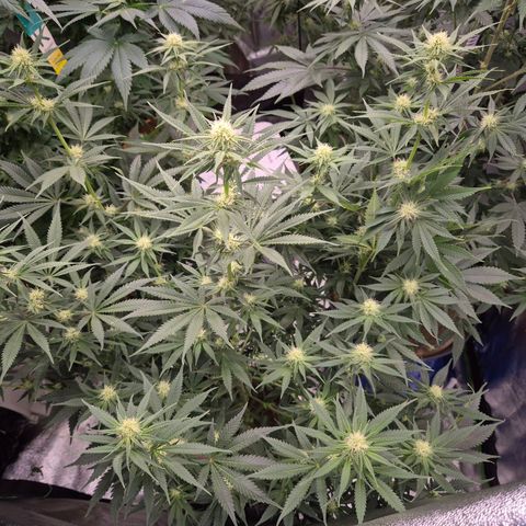 Tangerine dream 🌴 (60-65bt)  growlog timeline photo