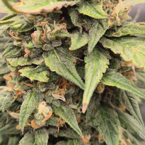 LSD auto (63-70 Tage ab Keimung) growlog timeline photo