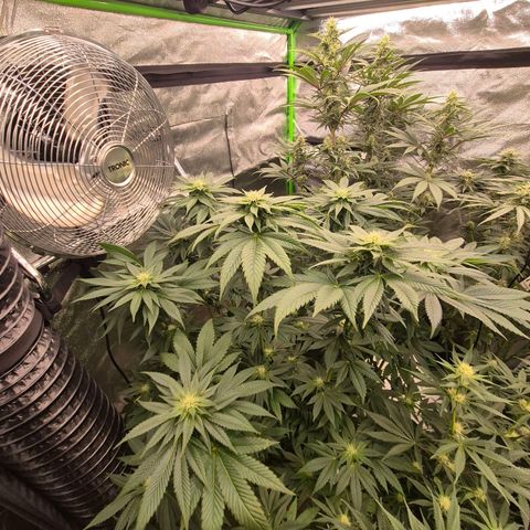 💚Bubba kush 🦝 (56-63 BT) growlog timeline photo