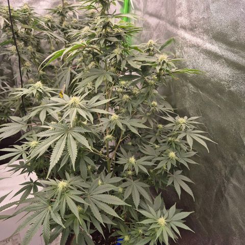 Mimosa evo stecki  🍊🍋🍍 (65-70bt) growlog timeline photo