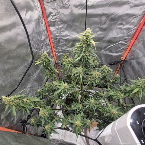 LSD auto (63-70 Tage ab Keimung) growlog timeline photo