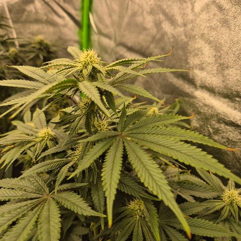 Mimosa evo stecki  🍊🍋🍍 (65-70bt) growlog timeline photo