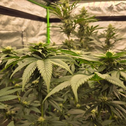💚Bubba kush 🦝 (56-63 BT) growlog timeline photo