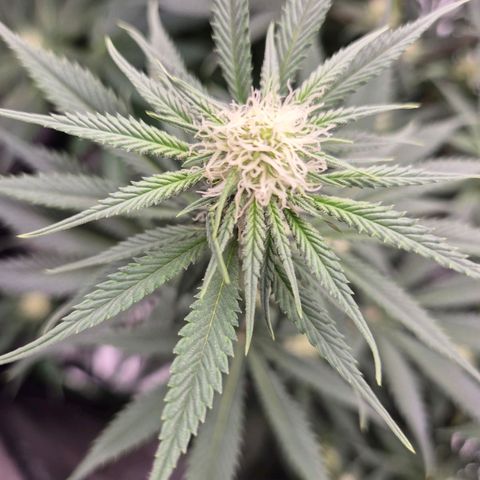 Tangerine dream 🌴 (60-65bt)  growlog timeline photo