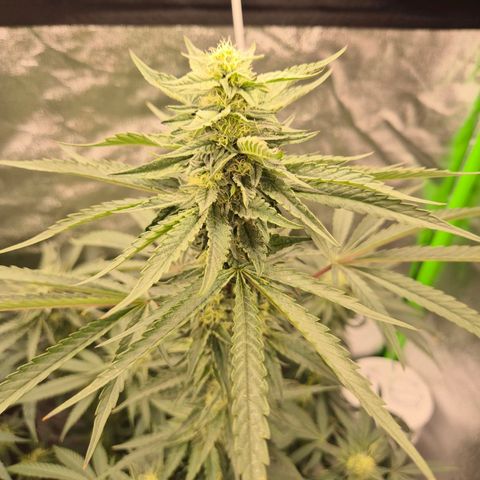 Ice cream cake 🍰 & permanent marker🖊(65-73bt) growlog timeline photo