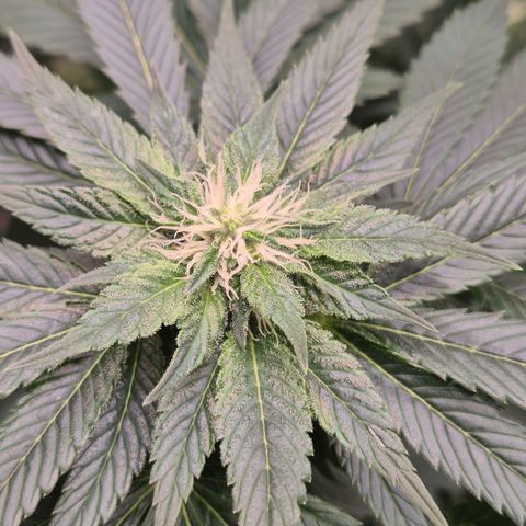 💚Bubba kush 🦝 (56-63 BT) growlog timeline photo