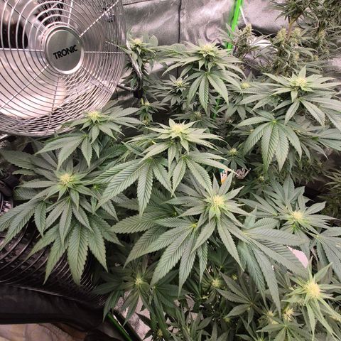 💚Bubba kush 🦝 (56-63 BT) growlog timeline photo