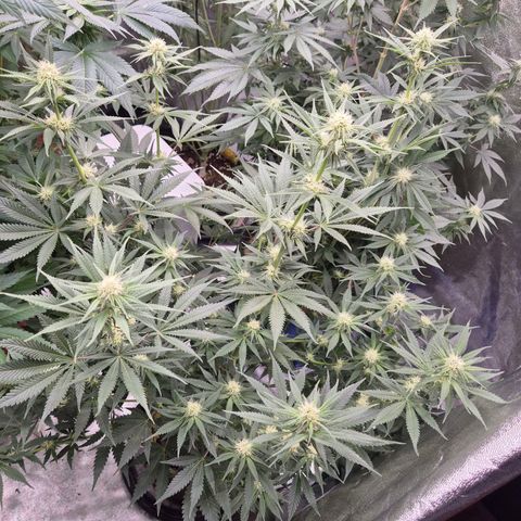 Tangerine dream 🌴 (60-65bt)  growlog timeline photo