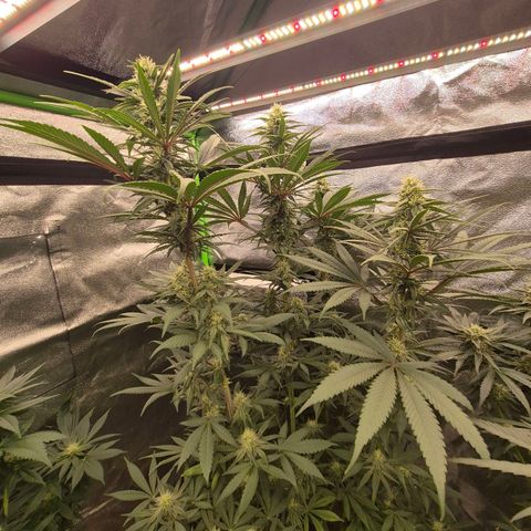 ICE 💚🧊 (63-70bt) growlog timeline photo