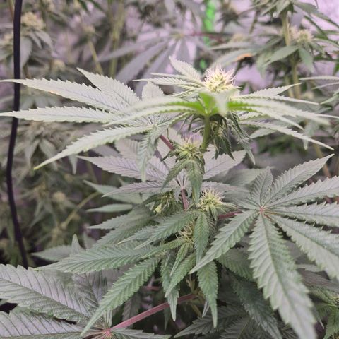 Mimosa evo stecki  🍊🍋🍍 (65-70bt) growlog timeline photo