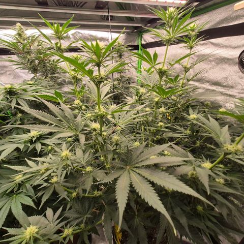Tangerine dream 🌴 (60-65bt)  growlog timeline photo
