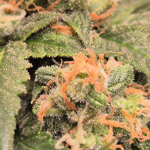 LSD auto (63-70 Tage ab Keimung) growlog timeline photo