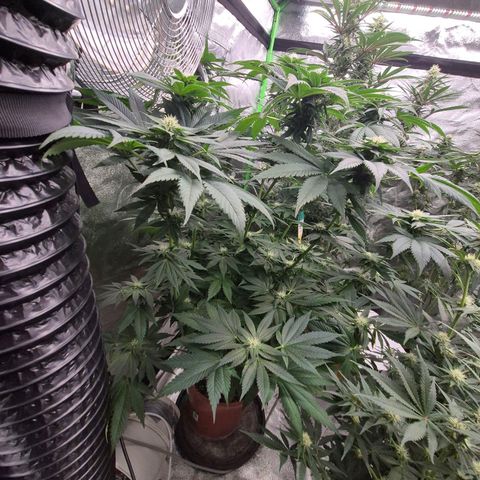 💚Bubba kush 🦝 (56-63 BT) growlog timeline photo