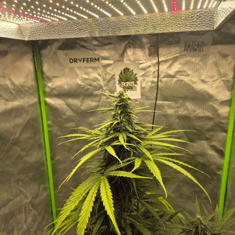 💚CHOCOLOPE 🍫 ☕️auto (56-63 BT) growlog timeline photo