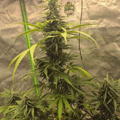 💚CHOCOLOPE 🍫 ☕️auto (56-63 BT) growlog timeline photo