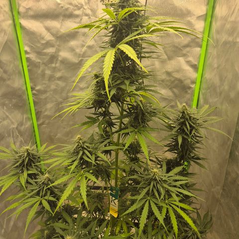 💚CHOCOLOPE 🍫 ☕️auto (56-63 BT) growlog timeline photo