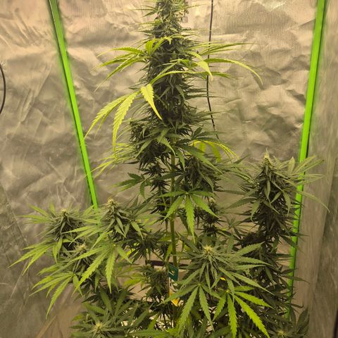 💚CHOCOLOPE 🍫 ☕️auto (56-63 BT) growlog timeline photo