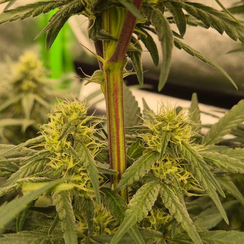ICE 💚🧊 (63-70bt) growlog timeline photo