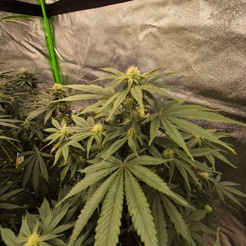 Mimosa evo stecki  🍊🍋🍍 (65-70bt) growlog timeline photo