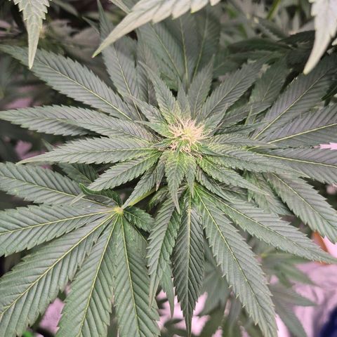 💚Bubba kush 🦝 (56-63 BT) growlog timeline photo