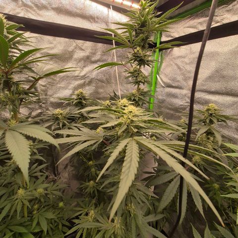 Ice cream cake 🍰 & permanent marker🖊(65-73bt) growlog timeline photo