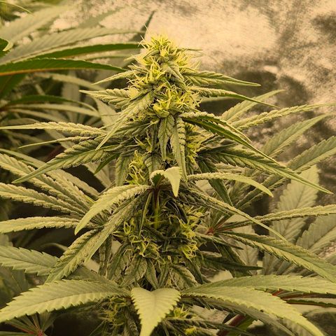 ICE 💚🧊 (63-70bt) growlog timeline photo
