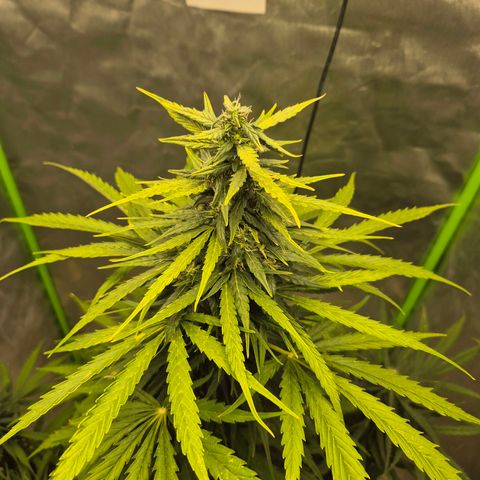 💚CHOCOLOPE 🍫 ☕️auto (56-63 BT) growlog timeline photo