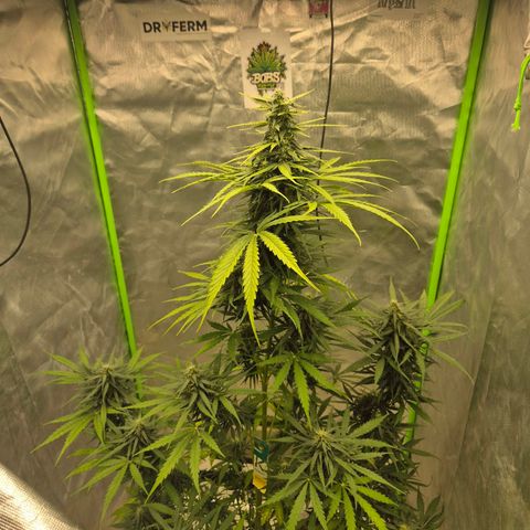 💚CHOCOLOPE 🍫 ☕️auto (56-63 BT) growlog timeline photo