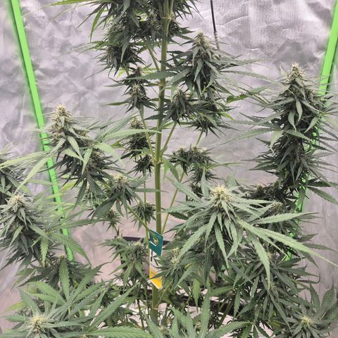 💚CHOCOLOPE 🍫 ☕️auto (56-63 BT) growlog timeline photo