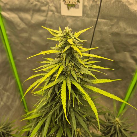 💚CHOCOLOPE 🍫 ☕️auto (56-63 BT) growlog timeline photo
