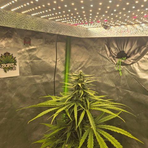 💚CHOCOLOPE 🍫 ☕️auto (56-63 BT) growlog timeline photo