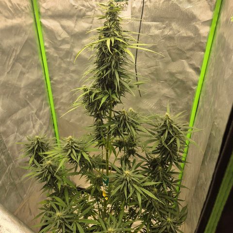 💚CHOCOLOPE 🍫 ☕️auto (56-63 BT) growlog timeline photo