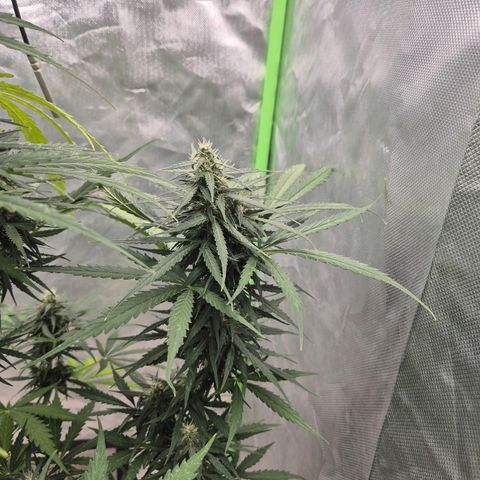 💚CHOCOLOPE 🍫 ☕️auto (56-63 BT) growlog timeline photo