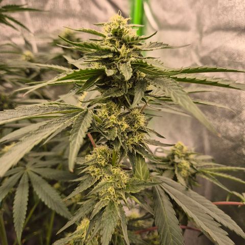 Ice cream cake 🍰 & permanent marker🖊(65-73bt) growlog timeline photo