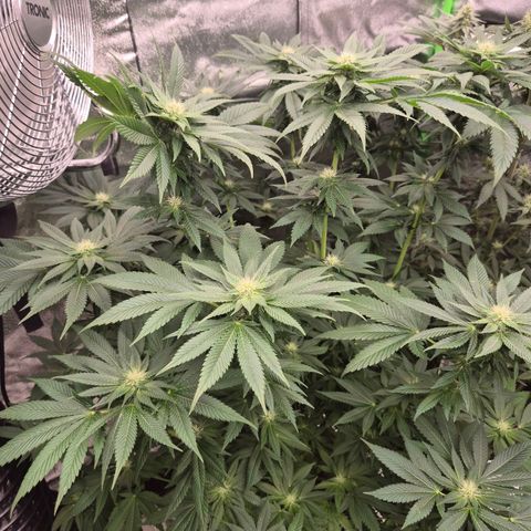 💚Bubba kush 🦝 (56-63 BT) growlog timeline photo