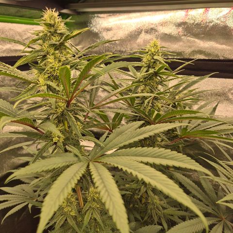 ICE 💚🧊 (63-70bt) growlog timeline photo