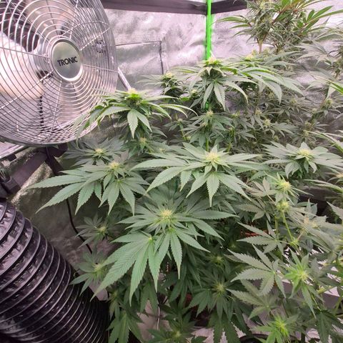 💚Bubba kush 🦝 (56-63 BT) growlog timeline photo