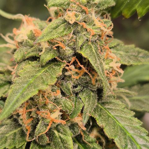 LSD auto (63-70 Tage ab Keimung) growlog timeline photo