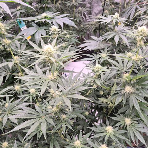Tangerine dream 🌴 (60-65bt)  growlog timeline photo